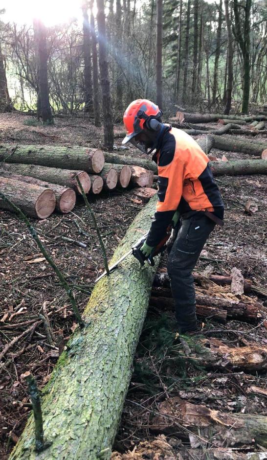 Felling in the woodland