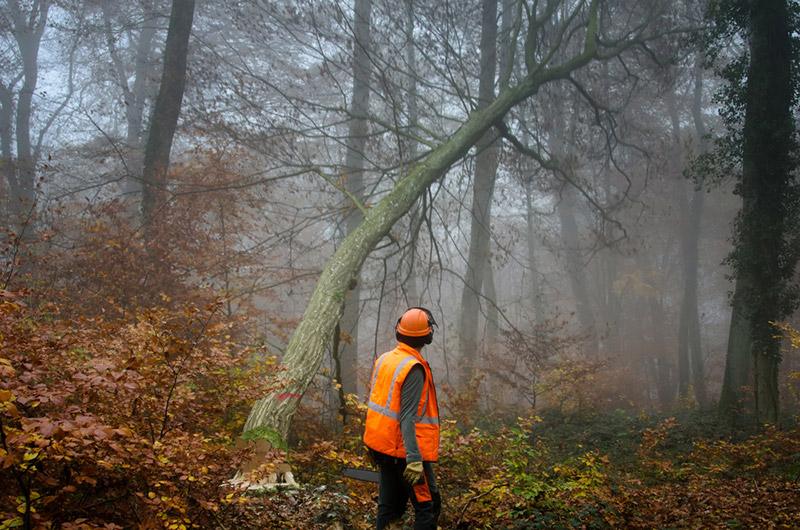 Felling work in the woodland