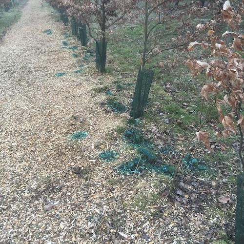 Woodland planting services